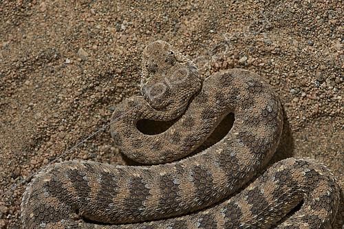 Biosphoto | 2086537 | Arabian horned viper (Cerastes gasparettii), Saudi Arabia | &copy; Olivier Couppey / Biosphoto