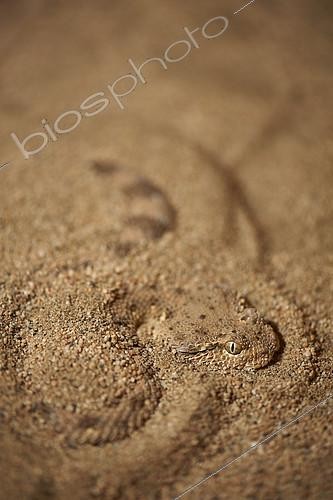 Biosphoto | 2082593 | Arabian horned viper (Cerastes gasperettii) hidden in the sand, Saudi Arabia | &copy; Olivier Couppey / Biosphoto