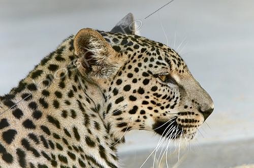Biosphoto | 2086507 | Arabian leopard (Panthera pardus nimr) portrait, Saudi Arabia | &copy; Olivier Couppey / Biosphoto
