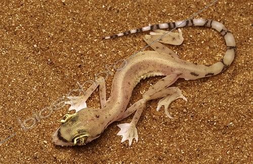 Biosphoto | 84299 | Arabian Sand Gecko United Arab Emirates  | &copy; Xavier Eichaker / Biosphoto