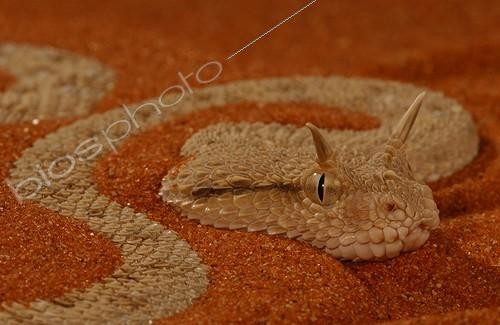 Biosphoto | 84217 | Arabian Viper with horns United Arab Emirats | &copy; Xavier Eichaker / Biosphoto