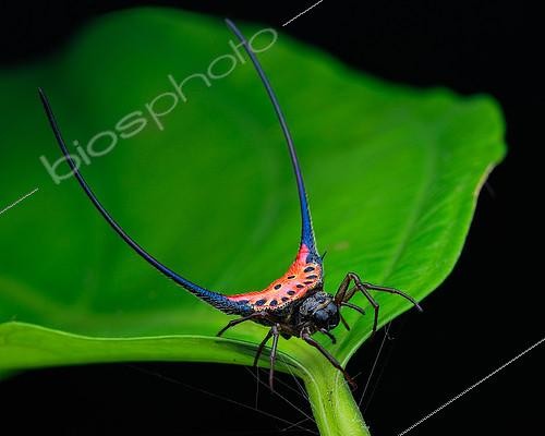 Biosphoto | 2392597 | Araignée arquée (Macracantha arcuata) sur une feuille verte | &copy; Husni Che Ngah / Biosphoto