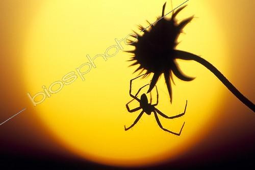 Biosphoto | 351536 | Araignée au coucher du soleil Vallée du Doubs France | &copy; Florent Cardinaux  / Biosphoto