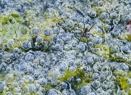Biosphoto | 2090798 | Araignée chassant parmi les bulles d'air piégées par les algues dans un petit lac. Sierra de Albarracín, Aragon, Espagne | &copy; Pedro Javier Pascual Hernandez / Biosphoto