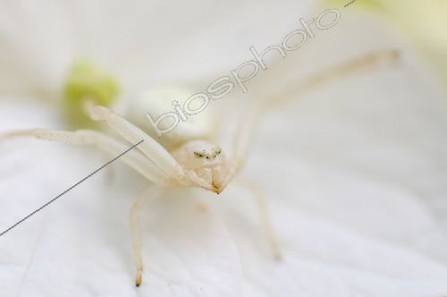 Biosphoto | 728883 | Araignée citron à l'affût sur une fleur Normandie France | &copy; Julien Boisard / Biosphoto