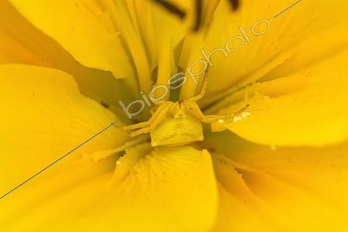 Biosphoto | 587365 | Araignée citron mimétique (Misumena vatia) femelle dans une fleur de Lis jaune, France | &copy; Jean Venot / Biosphoto