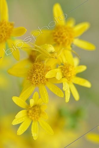 Biosphoto | 2017614 | Araignée citron (Misumena vatia) sur fleurs jaunes, Prairies du Fouzon, Loir-et-Cher, France | &copy; Bruno Guénard / Biosphoto