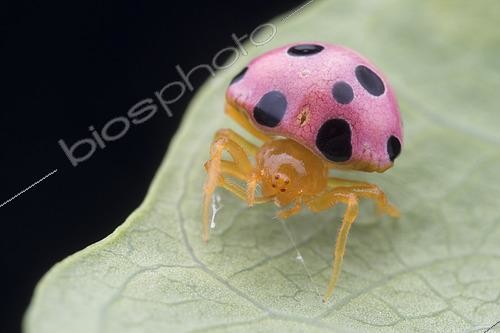 Biosphoto | 2435982 | Araignée coccinelle (Paraplectana sp.), Singapour. Cette araignée imite les signaux visuels (forme, couleurs) propres aux coccinelles, car celles-ci sont généralement considérées comme immangeables ou nocives par les prédateurs potentiels. | &copy; Melvyn Yeo / Biosphoto