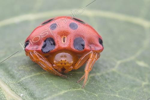 Biosphoto | 2435969 | Araignée coccinelle (Paraplectana sp), Singapour. Cette araignée imite une coccinelle, car celle-ci est généralement désagréable pour les prédateurs, et les prédateurs potentiels associeraient les couleurs rouge vif à la mauvaise expérience alimentaire. Singapour | &copy; Melvyn Yeo / Biosphoto