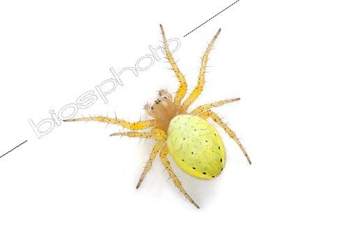Biosphoto | 1988108 | L'Araignée concombre en studio | &copy; Michel Gunther / Biosphoto
