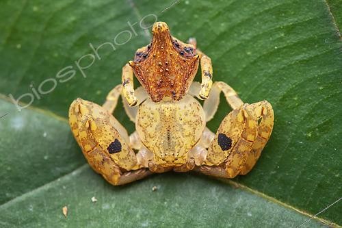 Biosphoto | 2466012 | Araignée crabe (Epicadus taczanowskii) sur une feuille, Montagne de Fer, Guyane Française | &copy; Frank Deschandol & Philippe Sabine / Biosphoto