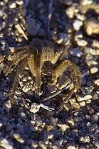 Biosphoto | 1250404 | Araignée crabe Oliver Lee Memorial SP Nouveau Mexique | &copy; Daniel Heuclin / Biosphoto