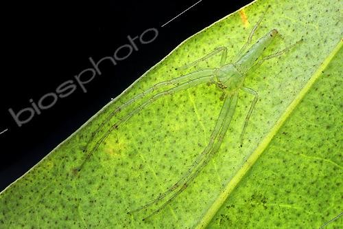 Biosphoto | 2443180 | Araignée-crabe (Oxytate sp) sur une feuille, Singapour | &copy; Melvyn Yeo / Biosphoto