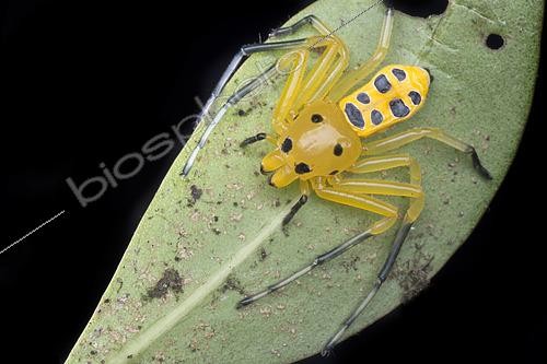 Biosphoto | 2435961 | Araignée-crabe (Platythomisus octomaculatus) femelle, Singapour | &copy; Melvyn Yeo / Biosphoto