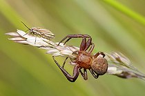 Biosphoto | 2069565 | Araignée-crabe (Xysticus cristatus) voulant capturer une Punaise, Parc naturel régional des Vosges du Nord, Alsace, France | &copy; Michel Rauch / Biosphoto