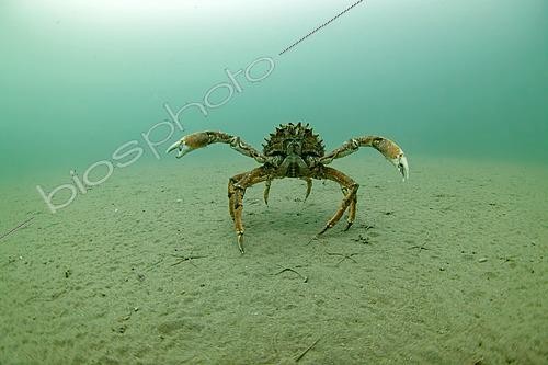 Biosphoto | 2607110 | Araignée de mer sur le fond de sable, Ile d'Oléron, Océan Atlantique, France | &copy; Bruno Guénard / Biosphoto