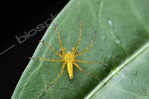 Biosphoto | 2466041 | Araignée lynx (Peucetia cf. flava) sur une feuille, Saramaca, Guyane Française | &copy; Frank Deschandol & Philippe Sabine / Biosphoto