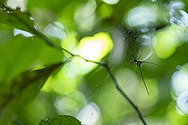 Biosphoto | 2583278 | Araignée (Micrathena cyanospina). Araignée rare et discret de Guyane, cette Micrathena est particulièrement impressionnante avec ses deux grands rostres - Régina, Guyane Française. | &copy; Vincent Premel / Biosphoto
