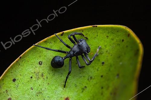 Biosphoto | 2465608 | Araignée myrmécomorphe (Aphantochilus rogersi) sur une feuille, Montagne des Singes, Guyane Française | &copy; Frank Deschandol & Philippe Sabine / Biosphoto