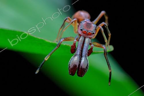 Biosphoto | 2391999 | Araignée myrmécomorphe (Myrmarachne sp) mâle | &copy; Husni Che Ngah / Biosphoto