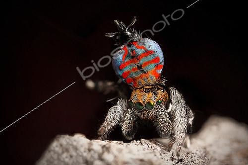 Biosphoto | 2401905 | Araignée paon (Maratus jactatus) mâle paradant, Sud QLD, Australie | &copy; Adam Fletcher / Biosphoto