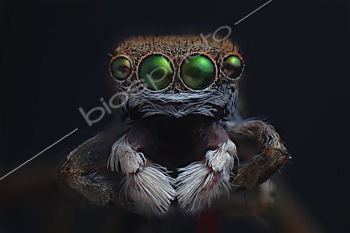 Biosphoto | 2102547 | Araignée paon (Maratus pavonis) sur fond noir | &copy; Adam Fletcher / Biosphoto