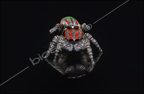 Biosphoto | 2102550 | Araignée paon (Maratus volans) mâle sur fond noir | &copy; Adam Fletcher / Biosphoto