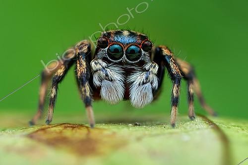 Biosphoto | 2391965 | Araignée sauteuse (Echeclus sp) mâle | &copy; Husni Che Ngah / Biosphoto