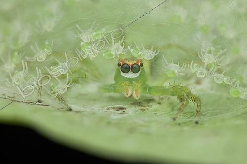 Biosphoto | 2435306 | Araignée sauteuse (Epeus sp.) protégeant ses jeunes, Singapour | &copy; Melvyn Yeo / Biosphoto