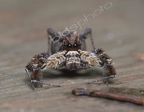 Biosphoto | 2466610 | Araignée sauteuse (espèce inconnue) dans les forêts sèches du parc national d'Ankarafantsika, Madagascar | &copy; Thorsten Negro / imageBROKER / Biosphoto