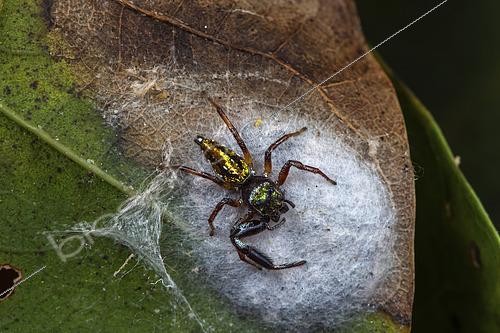 Biosphoto | 2466033 | Araignée sauteuse (Lurio sp) sur son cocon, Saramaca, Guyane Française | &copy; Frank Deschandol & Philippe Sabine / Biosphoto