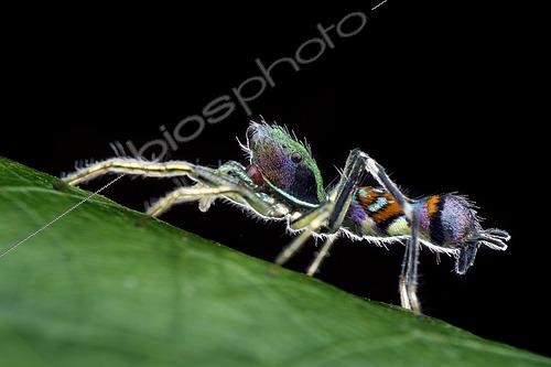 Biosphoto | 2443226 | Araignée sauteuse (Orsima ichneumon), Malaisie | &copy; Melvyn Yeo / Biosphoto