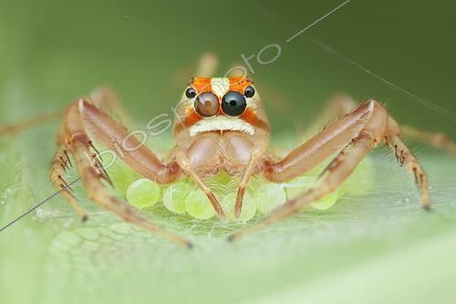 Biosphoto | 2435293 | Araignée sauteuse (Viciria praemandibularis) femelle protégeant ses oeufs, Singapour | &copy; Melvyn Yeo / Biosphoto