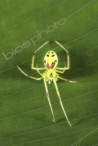 Biosphoto | 2434064 | Araignée souriante (Theridion grallator), son nom hawaïen est Nananana Makaki’i (Araignée à motifs faciaux), grande île d'Hawaï. | &copy; Stuart Wilson / Biosphoto