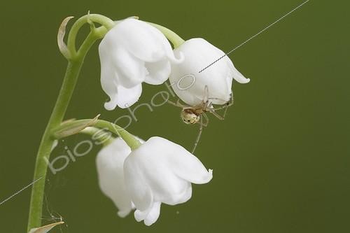 Biosphoto | 1621937 | Araignée sur du Muguet en fleur en sous-bois France | &copy; Thierry Reminiac / Biosphoto