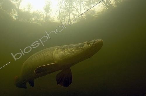 Biosphoto | 531824 | Arapaima Rio Negro Brazil Amazon | &copy; Yann Hubert / Biosphoto