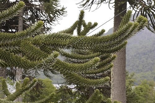 Biosphoto | 2151071 | Araucaria du Chili (Araucaria araucana), Parque Nacional Villarrica, secteur de Puesco, IX Region de l'Araucanie, Chili | &copy; Jean-Claude Malausa / Biosphoto