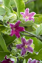 Biosphoto | 2090360 | Araujia porte-soie (Araujia sericifera) fleurs | &copy; Frédéric Tournay / Biosphoto