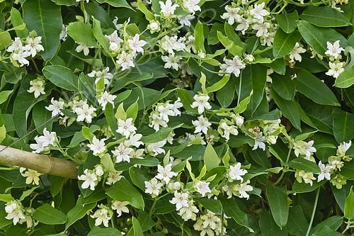 Biosphoto | 2152050 | Araujia sericifera | &copy; Alain Kubacsi / Biosphoto