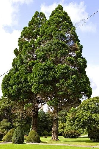 Biosphoto | 901101 | Arboretum of the Killarney NP Ireland | &copy; Michel Gunther / Biosphoto