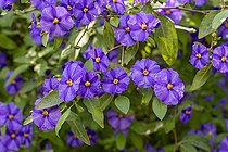 Biosphoto | 2593311 | Arbre aux gentianes (Lycianthes rantonnetii) en fleur | &copy; Marie Aymerez / Biosphoto
