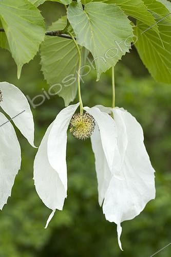 Biosphoto | 2126863 | Arbre aux mouchoirs (Davidia involucrata var. vilmoriniana) | &copy; Frédéric Tournay / Biosphoto