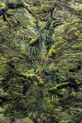 Biosphoto | 2430668 | Arbre couvert d'épiphytes et de mousse, parc national de Te Urewera, Île du Nord, Nouvelle-Zélande | &copy; Robert Haasmann / Biosphoto