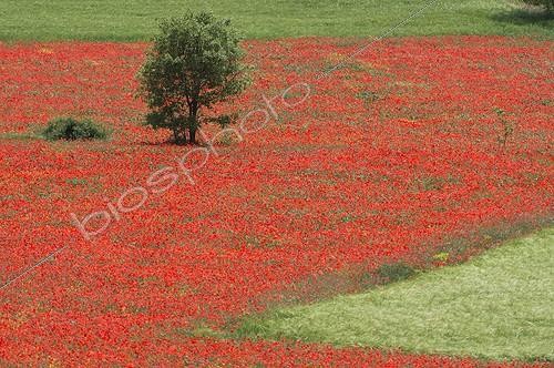 Biosphoto | 1870735 | Arbre dans un champ de blé couvert de Coquelicots Espagne | &copy; Roger Eritja / Biosphoto