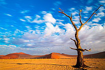 Biosphoto | 2547391 | Arbre mort, Sossusvlei, Namib-Naukluft, Namibie | &copy; Tonino De Marco / Biosphoto