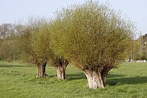 Biosphoto | 998423 | Arbre têtard ou trogne à Heurteauville en France | &copy; Jean-Luc & Françoise Ziegler / Biosphoto
