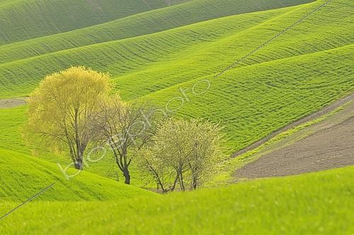 Biosphoto | 2285011 | Arbres au creux des collines au printemps, Crete senesi, Toscane, Italie | &copy; Peter Giovannini / imageBROKER / Biosphoto
