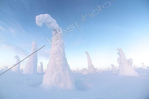 Biosphoto | 2553587 | Arbres couverts de neige, paysage d'hiver, parc national de Riisitunturi, Posio, Laponie, Finlande | &copy; Toni Pfaffenbauer / imageBROKER / Biosphoto