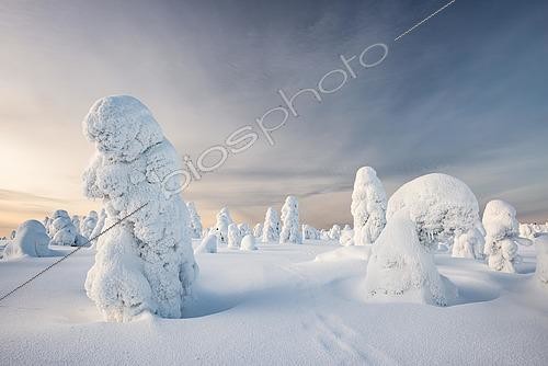 Biosphoto | 2553589 | Arbres couverts de neige, paysage d'hiver, parc national de Riisitunturi, Posio, Laponie, Finlande | &copy; Robert Haasmann / imageBROKER / Biosphoto