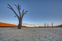 Biosphoto | 2547371 | Arbres morts, Dead Vlei, Namib-Naukluft, Namibie | &copy; Tonino De Marco / Biosphoto